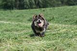 CHIEN FINNOIS DE LAPONIE 154